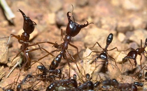 二战北非原始森林里,一群蚂蚁吃了1800个人,这事是真的吗