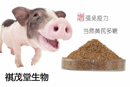 养猪场可以救猪命的7种急救措施 平时用兽药黄芪多糖预防猪病的效果最好