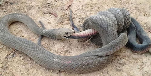 澳洲最大毒蛇,不惜撑死也要吞掉蟒蛇的恶霸 棕伊澳蛇 
