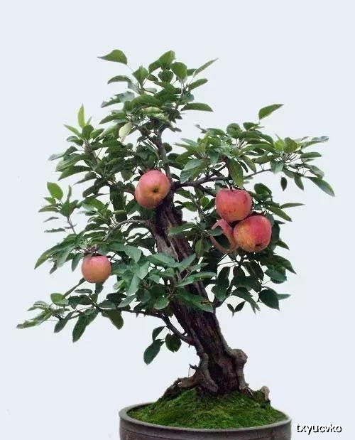 苹果盆栽怎么养殖,盆栽苹果诀窍？