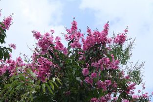 深圳莲花山公园的紫薇花开得正美 