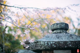 不见方三日 世间满樱花 京都与奈良的寺与花