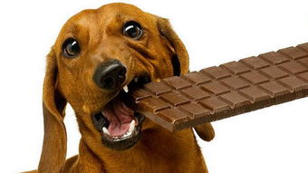 狗狗吃了一块巧克力,接下来会发生什么事 答案出乎意料 