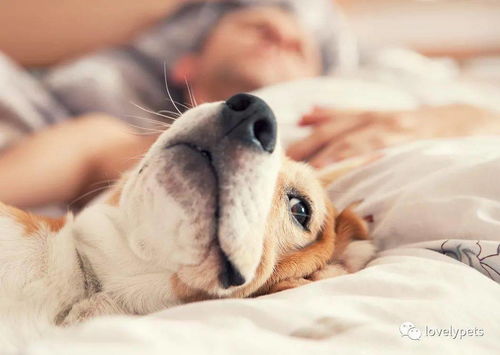 狗狗能和人睡吗,狗狗和人睡有什么好处和坏处