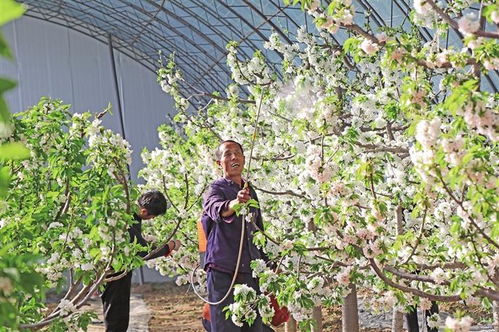 盆栽桃花如何人工授粉(盆栽桃花如何促花)