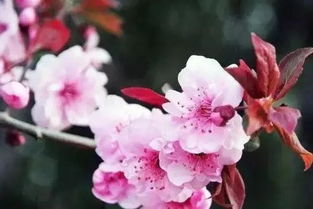 独家推荐樱花种子图片大揭秘，让你感受春天的美好！