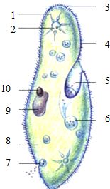 右图是草履虫的结构图,请读图并完成后面的填空 4 分 1 草履虫是 动物,靠 进行运动 2 具有消化食物和吸收营养的作用 3 草履虫通过 