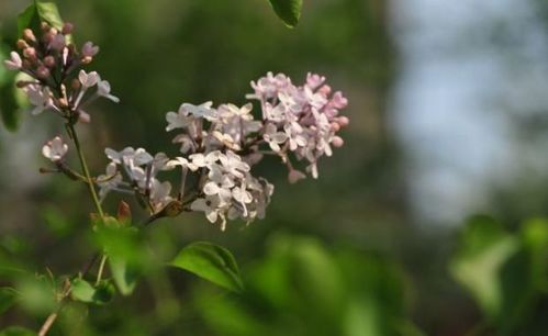 未来11天,栀子花开,姻缘再来,旧爱复合,深情相伴,执子之手 双子 