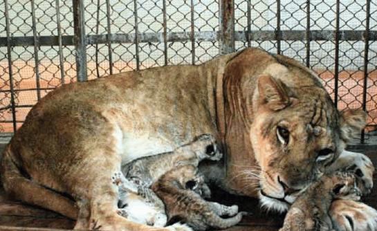 跨越物种,狮王老虎在一起, 生下了可爱爱的小宝宝