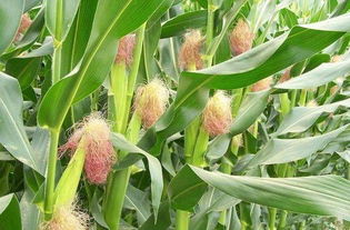 向农民朋友请教一个问题，网上卖的玉米种子可不可靠