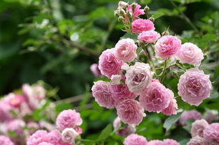 蔷薇花怎么养更好,秘诀公开蔷薇花这样养，轻松开出绝美花朵！
