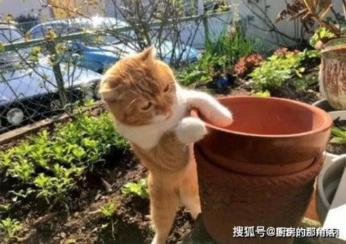 主人为了防止猫咪偷吃,将它心爱的鱼干扔进花盆,猫咪着急死了