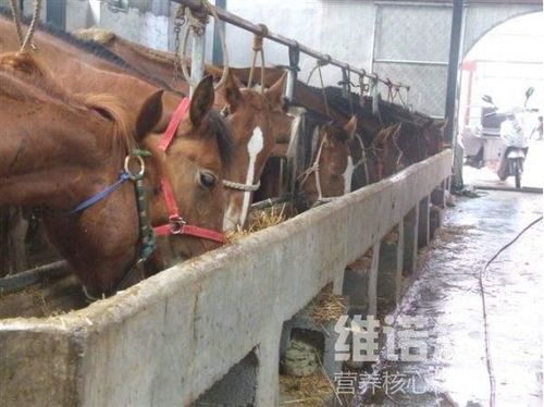 养马自配饲料怎么配比 好的喂马料配料方法才是最关键