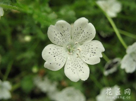 粉蝶花语,粉蝶花的花语是什么意思