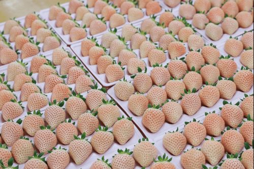 价格从460元 斤降至85元 斤,日本淡雪草莓也要泛滥了吗