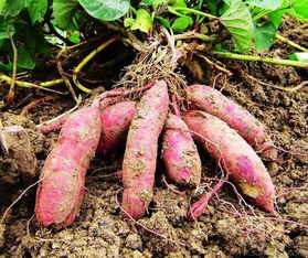 6a9975b26ae3f61c? - 红薯种植技术和管理,红薯种植技巧大揭秘，轻松实现丰产丰收！