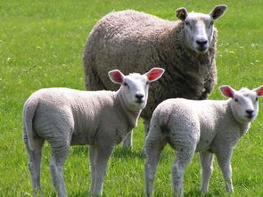 属羊人梦到羊受伤什么意思