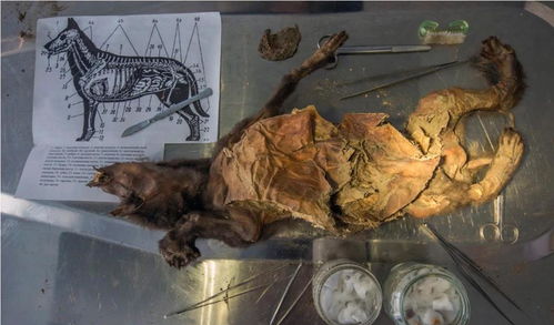西伯利亚挖出1.8万年前狼狗,鼻头依旧柔软,身份介于狼和狗之间