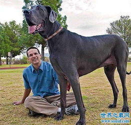 世界最高大的狗体重破百公斤,看到动物受伤会流泪 