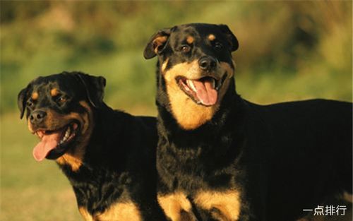 中国十大警犬品种排名 罗威纳犬只能排第二