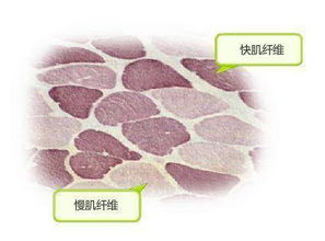 健身基础知识之肌肉简介 肌肉类型 