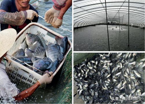 我国罗非鱼养殖的主要模式及发展前景浅析