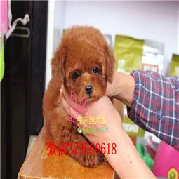北京通州泰迪犬多少钱 北京通州哪里有卖纯种健康的泰迪犬 小体泰迪犬 茶杯泰迪犬