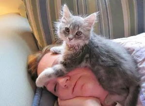 猫为什么喜欢趴在主人头上睡觉,我选第四种,你呢