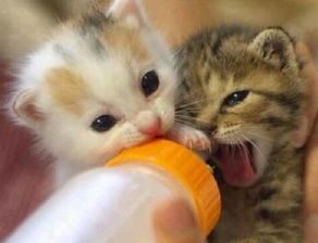 普通的小猫都是吃什么,小猫小的时候喝奶吗,小猫小的时候吃什么 
