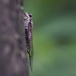 白露降 秋信至 立秋 