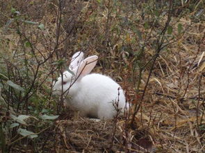 兔子能吃橘子皮吗,兔子吃什么必死