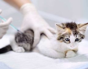 怎么去看猫咪有没有打疫苗,带猫去打疫苗 医生能看出猫之前有没有打过疫苗吗？猫打疫苗流程是啥 第一次扎 扎三次？以后一年一次吗