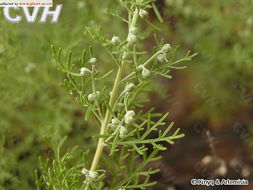 山蒿 Artemisia brachyloba Franch. 