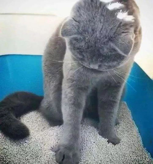 猫咪突然不在猫砂盆里大小便了,这是怎么回事