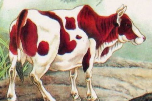 属牛人的后半辈子 特别强调1973年的, 熬过百年 坐享清福