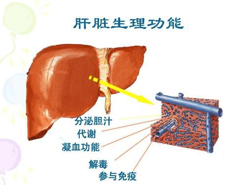 肝病患者为什么要补充蛋白质 补多少 吃什么补