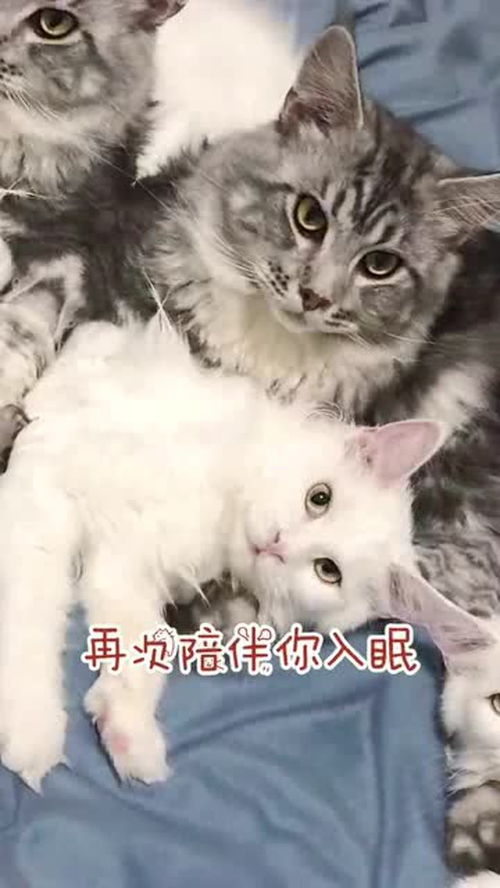 危险且迷人 同城号 深圳猫舍 居然被一只猫帅到了 