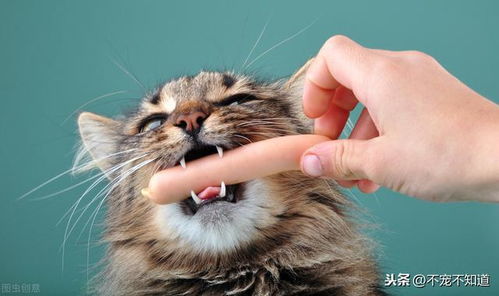 猫咪流口水不止是因为馋嘴 可能是生病的前兆
