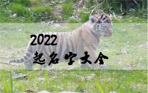 2022虎年丁姓女孩起名大全