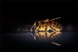 梦见被蜂子蛰预兆了什么吗