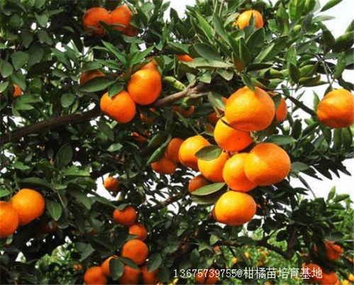 柑橘苗什么时间栽最好 柑橘苗几月份栽最好