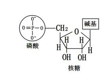  amp生物上是什么意思,AMP生物的意思。 区块链