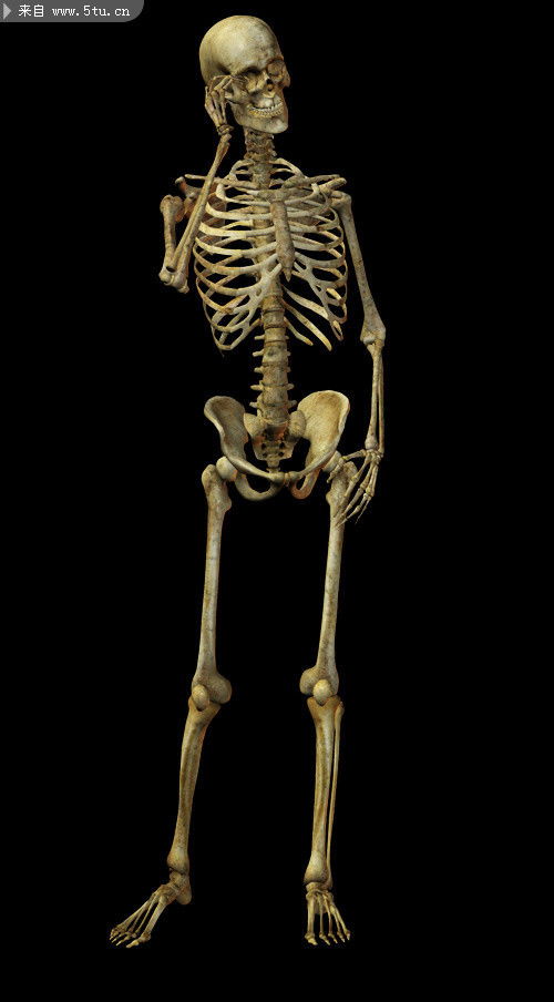 人骨架图,解读人体骨骼图:了解人体结构