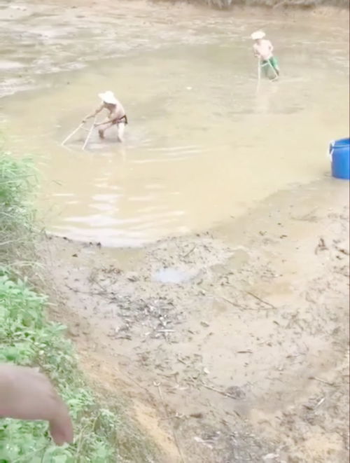 这黄鳝咋会追人,还会抬头 