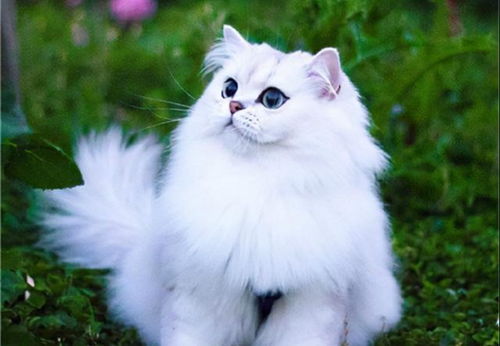 金吉拉猫漂亮美丽,为什么养的人这么少
