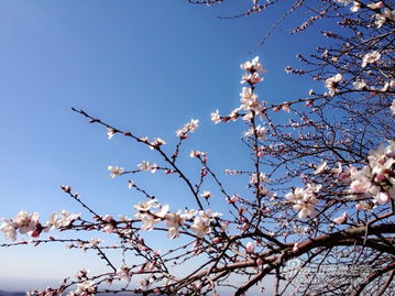 山西寿阳方山的桃花盛开 