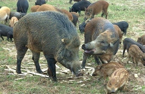 养殖野猪苗投资多少钱我想买野猪仔