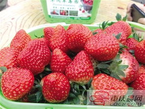 冬草莓熟了,来江津边摘边吃
