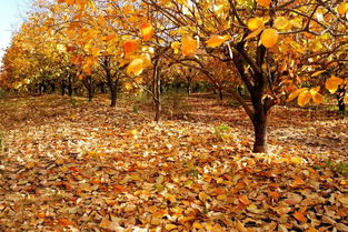 落叶的树有哪些,秋天有什么树的树叶掉落