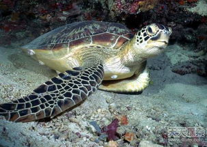 世界上体型最大的海龟是什么龟?(海有多深？广阔又神秘的海洋)